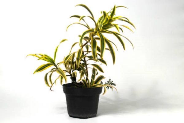 百合竹（ Dracaena reflexa）：圖片 3