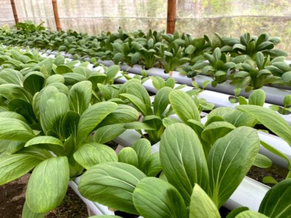 小油菜（Brassica rapa var. chinensis）：圖片 4