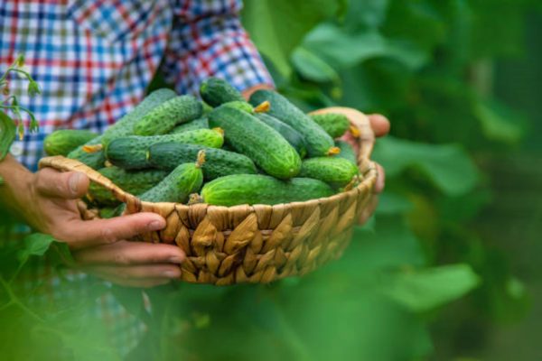 小黃瓜 （Cucumis sativus）：圖片 4