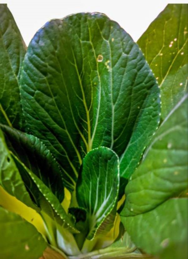 小油菜（Brassica rapa var. chinensis）