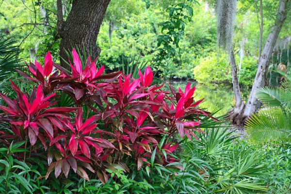 朱蕉（Cordyline fruticosa）：圖片 4