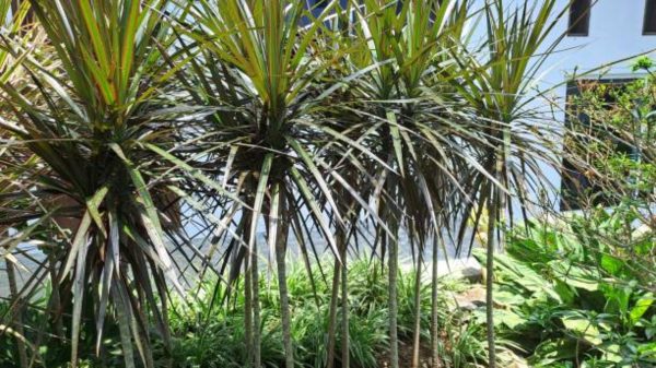 五彩千年木（Dracaena marginata 'Colorama'）：圖片 4