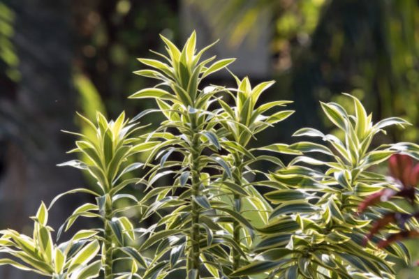 百合竹（ Dracaena reflexa）：圖片 2