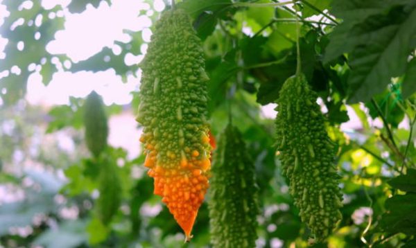 山苦瓜（Momordica charantia var. muricata）：圖片 3