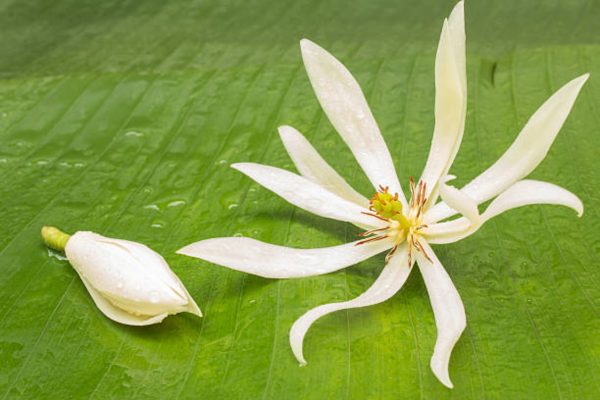 白蘭花（緬桂、Michelia alba）