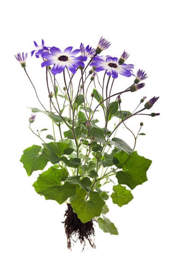 瓜葉菊（Pericallis × hybrida）