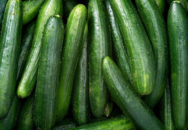 小黃瓜 （Cucumis sativus）：圖片 3