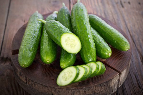 小黃瓜 （Cucumis sativus）