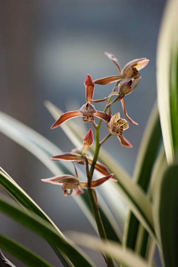四季蘭（Cymbidium ensifolium）