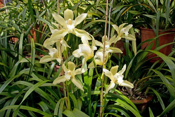 四季蘭（Cymbidium ensifolium）：圖片 3