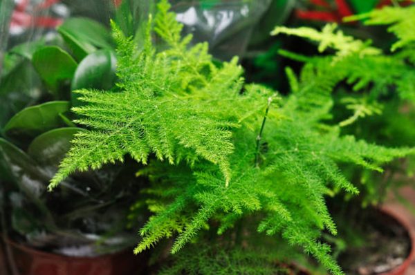 文竹（Asparagus setaceus）