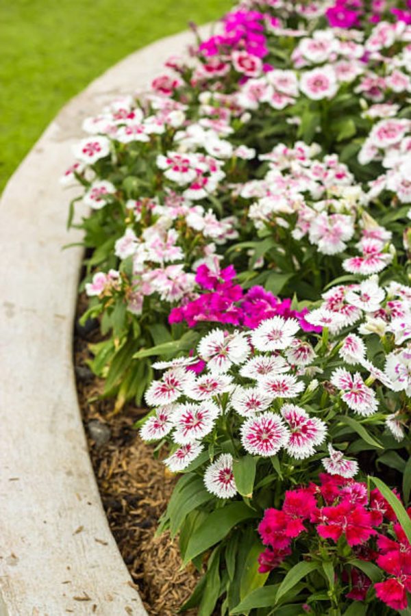 五彩石竹（Dianthus chinensis）：圖片 3