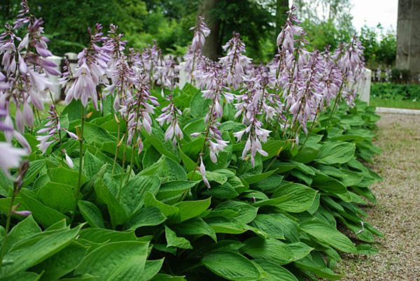 玉簪（Hosta spp.）：圖片 4