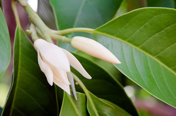 玉蘭花（Magnolia spp.）：圖片 3
