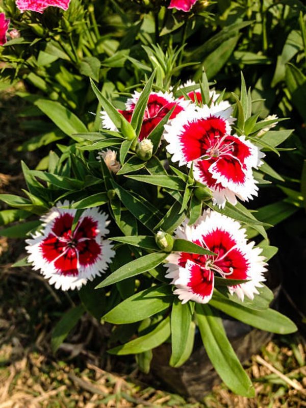 石竹（Dianthus）：圖片 2