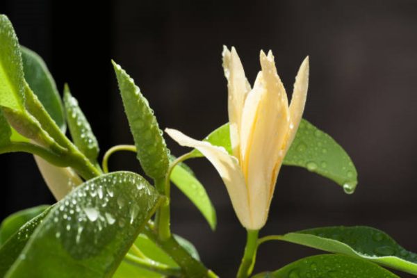 玉蘭花（Magnolia spp.）