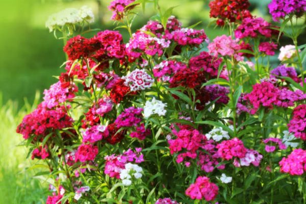 五彩石竹（Dianthus chinensis）：圖片 4