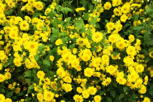 小菊（Chrysanthemum indicum）：圖片 3