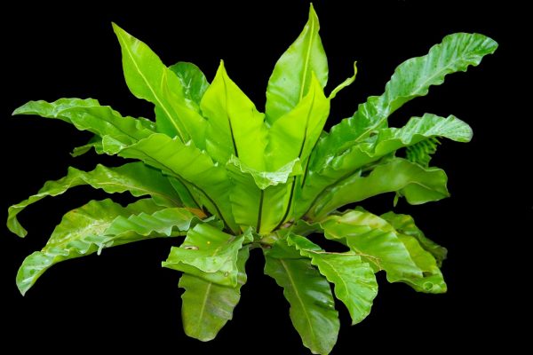 山蘇（鳥巢蕨、Asplenium nidus）