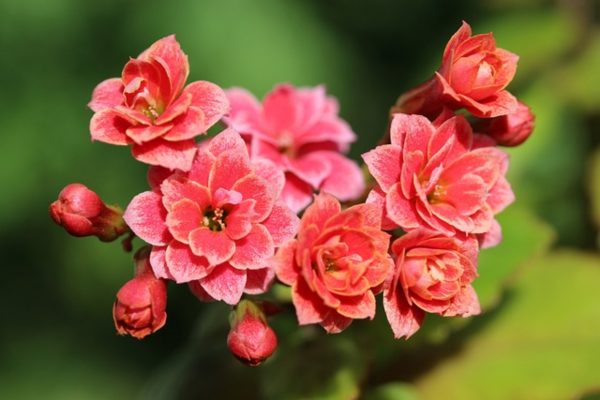 長壽花（Kalanchoe blossfeldiana）