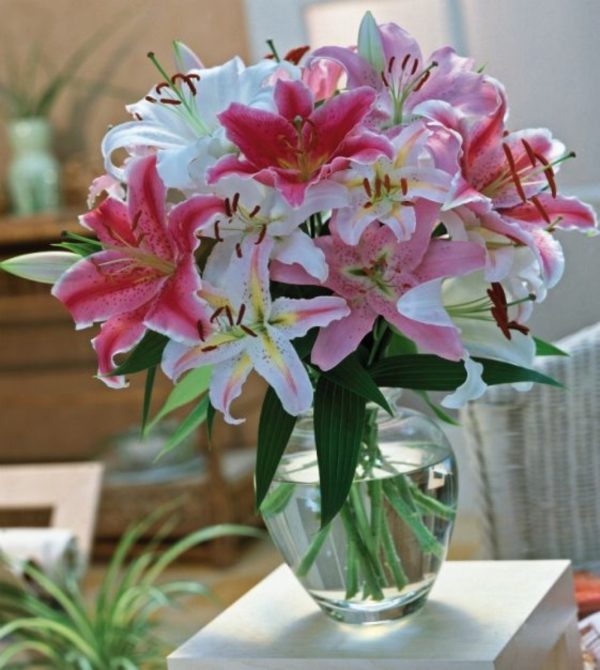 百合花（Lilium spp.）：圖片 3