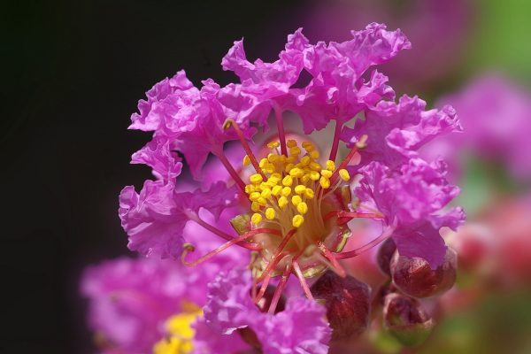 紫薇（Lagerstroemia indica）：圖片 2