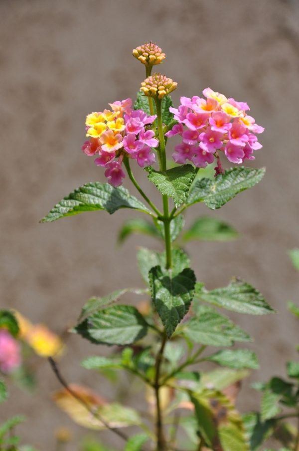馬纓丹（Lantana camara）：圖片 2