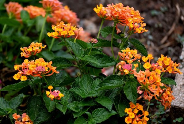 馬纓丹（Lantana camara）：圖片 4