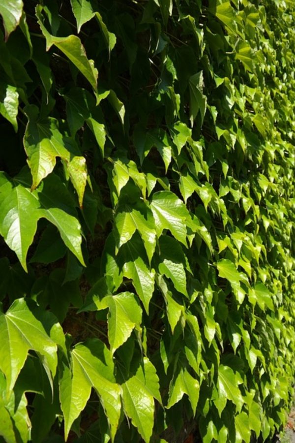 爬牆虎（爬山虎、Parthenocissus tricuspidata）