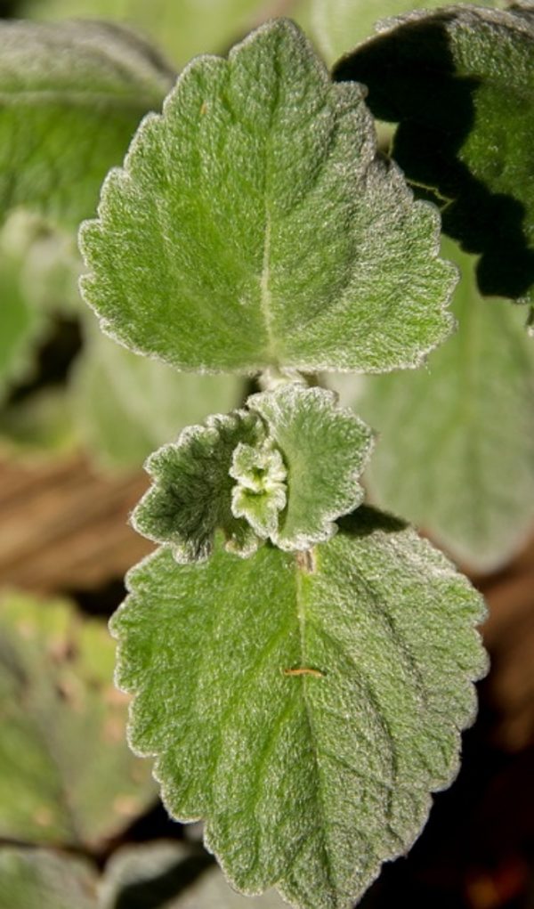到手香（Plectranthus amboinicus）