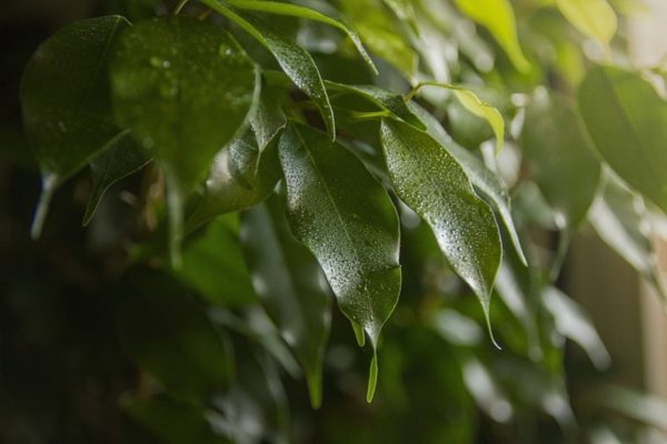 垂葉榕（Ficus benjamina）：圖片 2