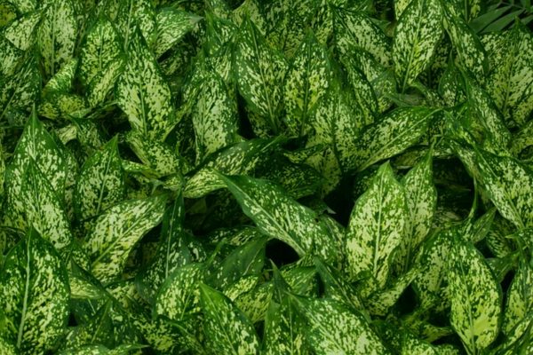 粗肋草（Aglaonema spp.）：圖片 4
