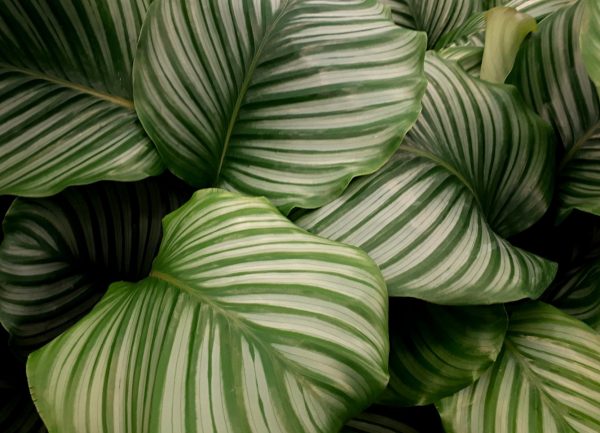 孔雀竹芋（Calathea makoyana）：圖片 4