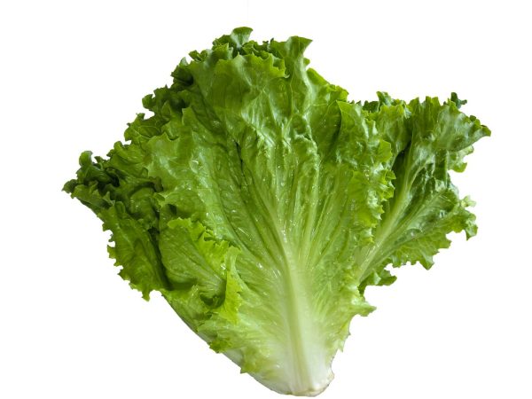 生菜 （萵苣、Leaf Lettuce）