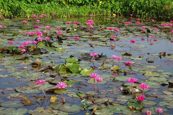睡蓮（蓮花、Nymphaea spp.）：圖片 4