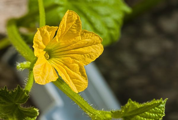 絲瓜（Luffa cylindrica）：圖片 2