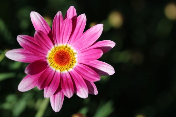 瑪格麗特菊（Argyranthemum frutescens）