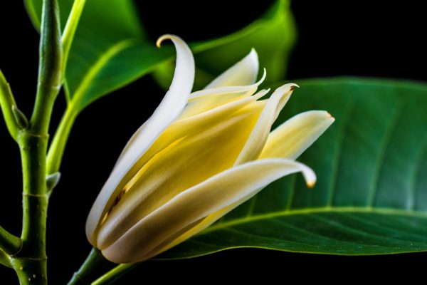 白蘭花（緬桂、Michelia alba）：圖片 2