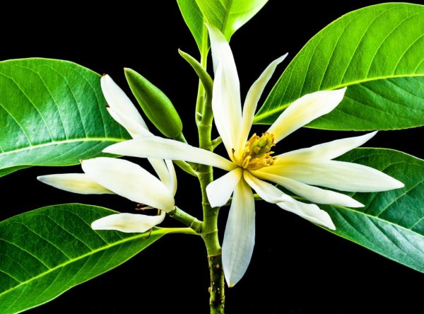 白蘭花（緬桂、Michelia alba）：圖片 4