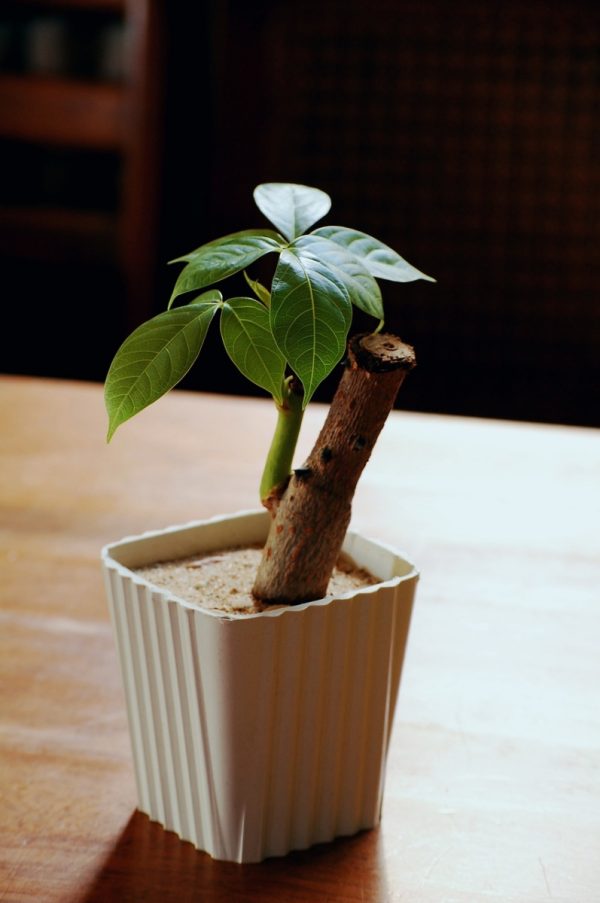 馬拉巴栗（發財樹Pachira aquatica）：圖片 3