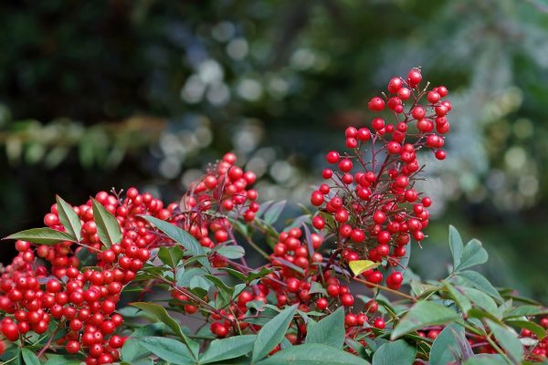南天竹（Nandina domestica）：圖片 2