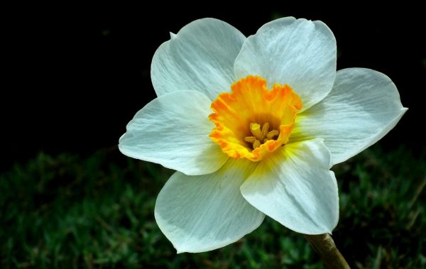 水仙花（Narcissus spp.）