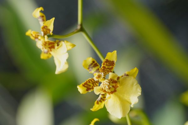 文心蘭（Spider Orchid）