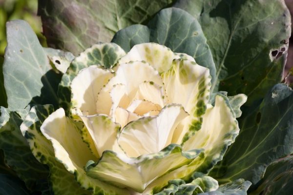 甘藍菜（Brassica oleracea）