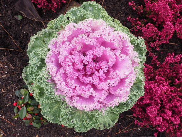 甘藍菜（Brassica oleracea）：圖片 2