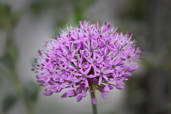 大花蔥（Allium giganteum）：圖片 2