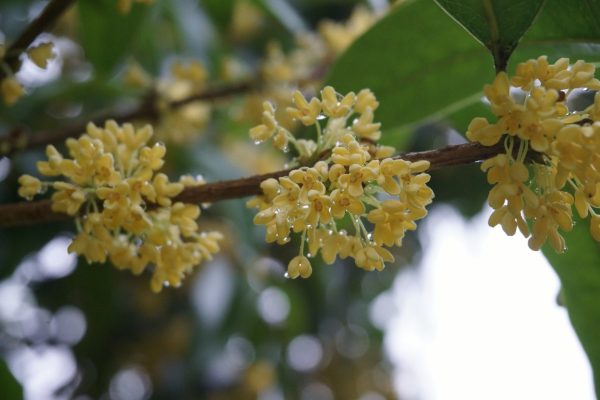 桂花（Osmanthus fragrans）：圖片 2