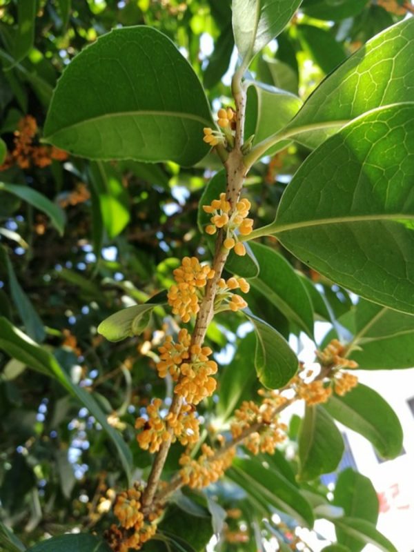 桂花（Osmanthus fragrans）