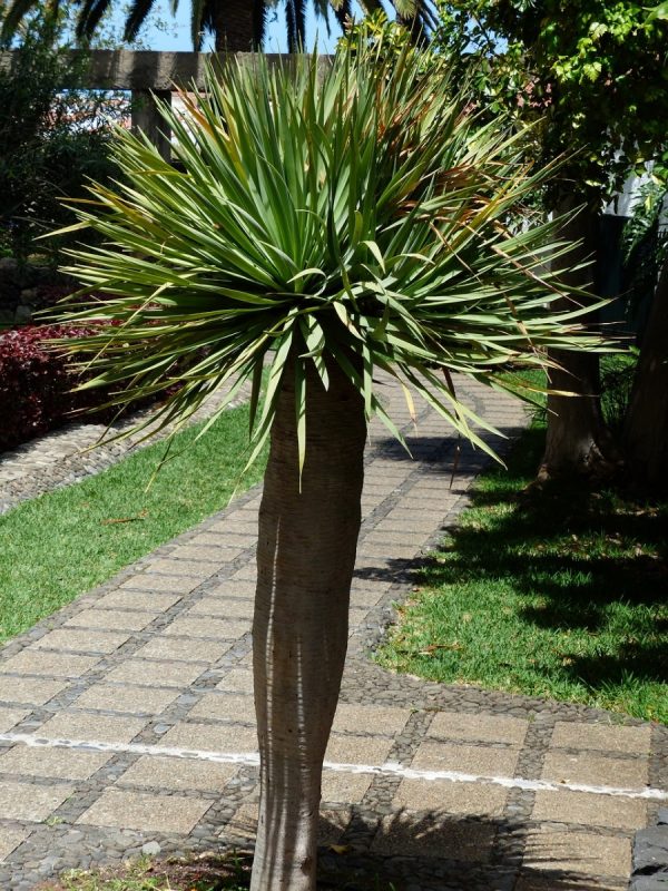千年木（Dracaena spp.）：圖片 2