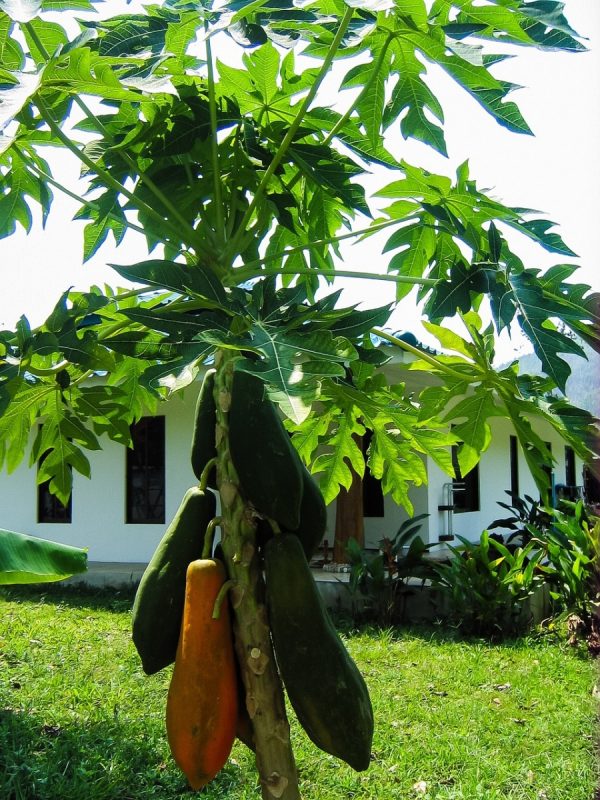 木瓜（Carica papaya）：圖片 2